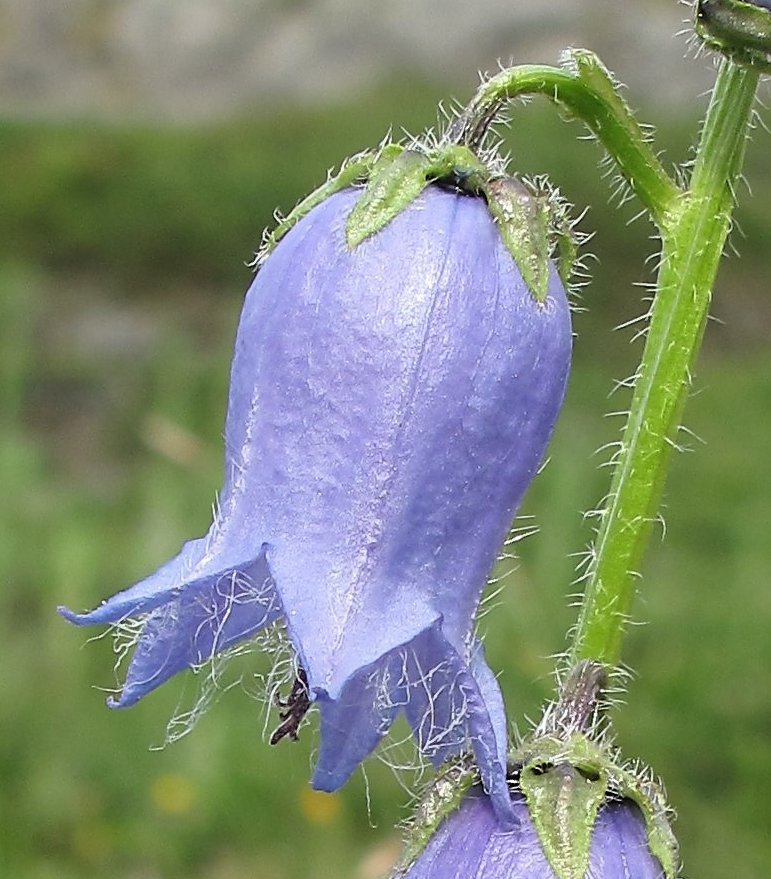 Campanula barbata